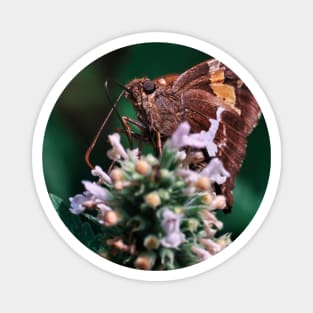 Silver-Spotted Skipper Butterfly. Macro Photograph Magnet